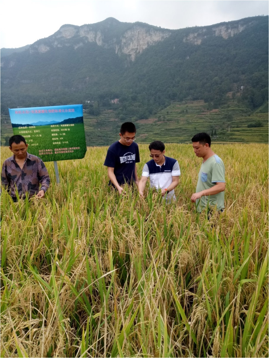 3在重庆酉阳进行海藻寡糖生物肥水稻示范.jpg