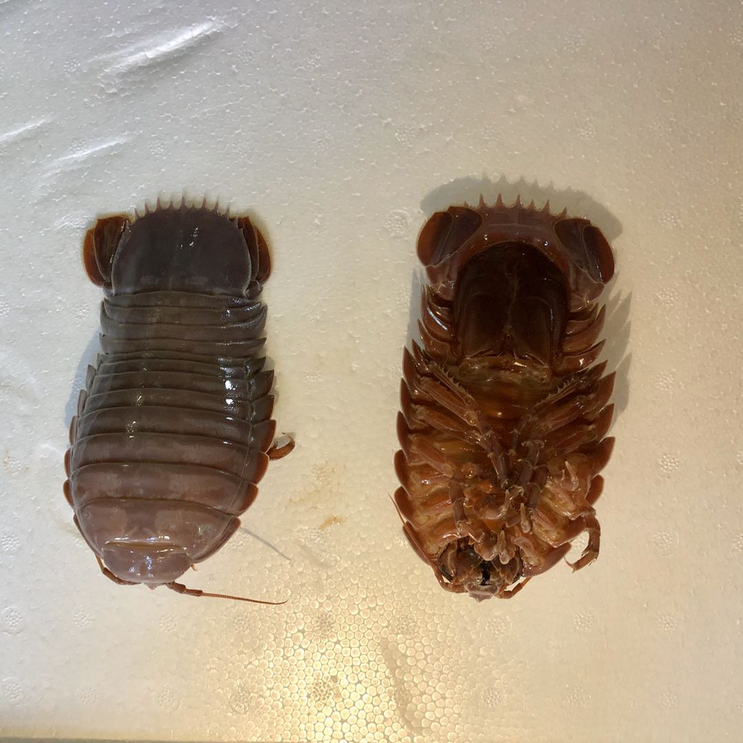 "向阳红03"船首次在南海获得深海水虱样品