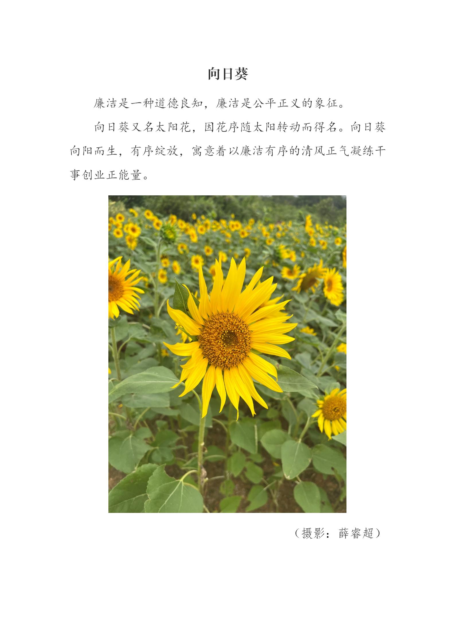 摄影：向日葵_01.jpg