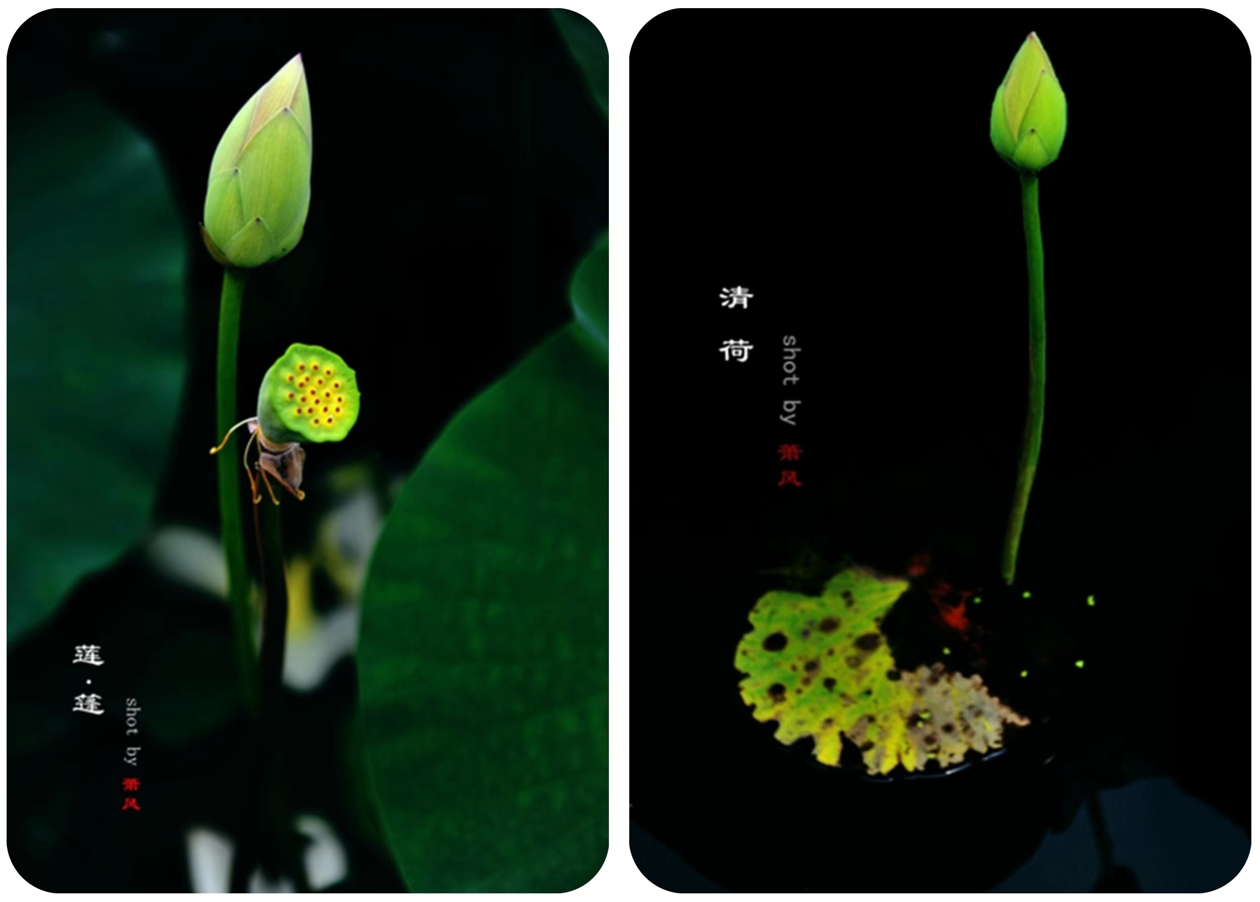 莲+蓬（拼合）.jpg