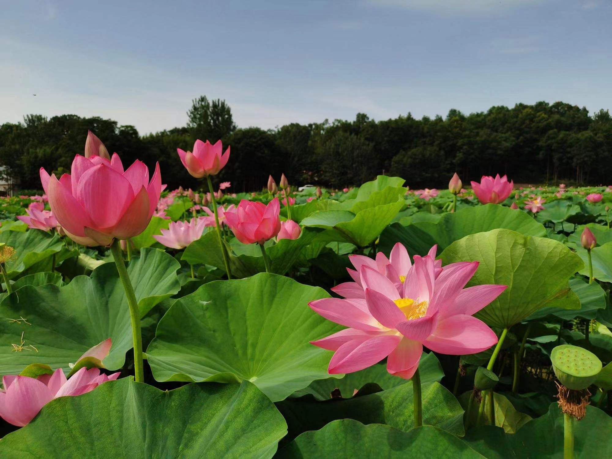 廉洁之花——荷花.jpg