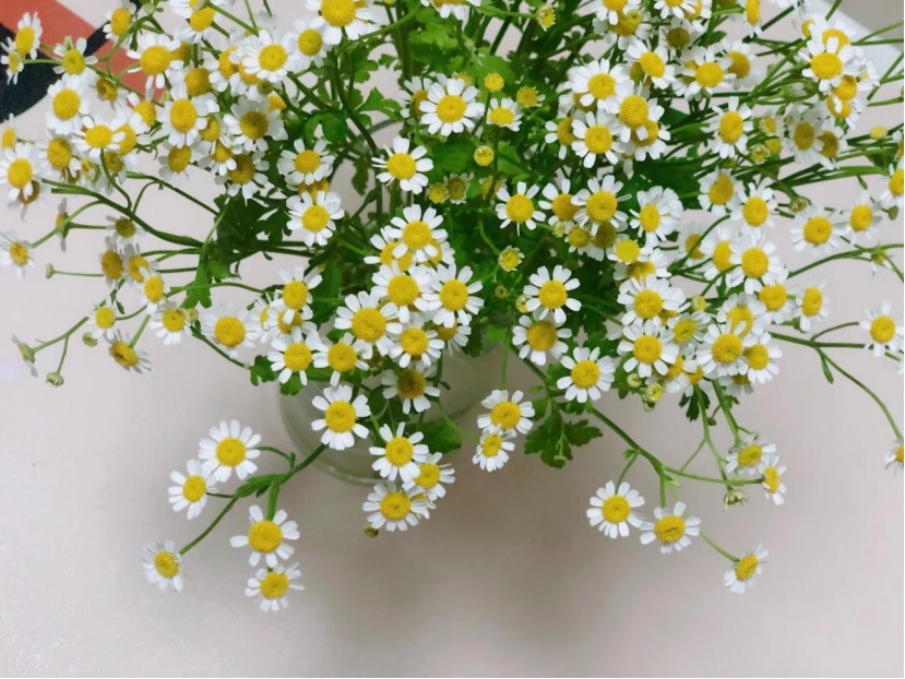 秋菊.jpg