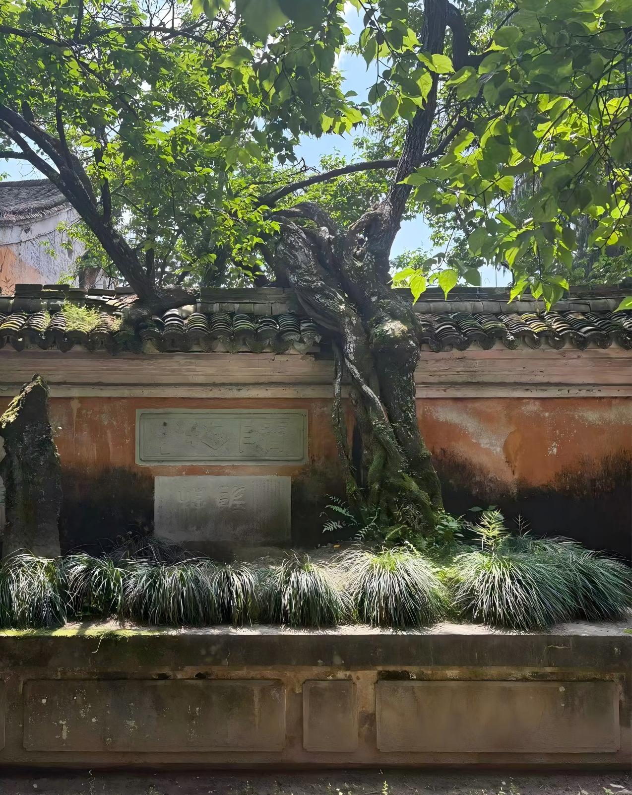 廉政摄影（千年隋梅）(1).jpg
